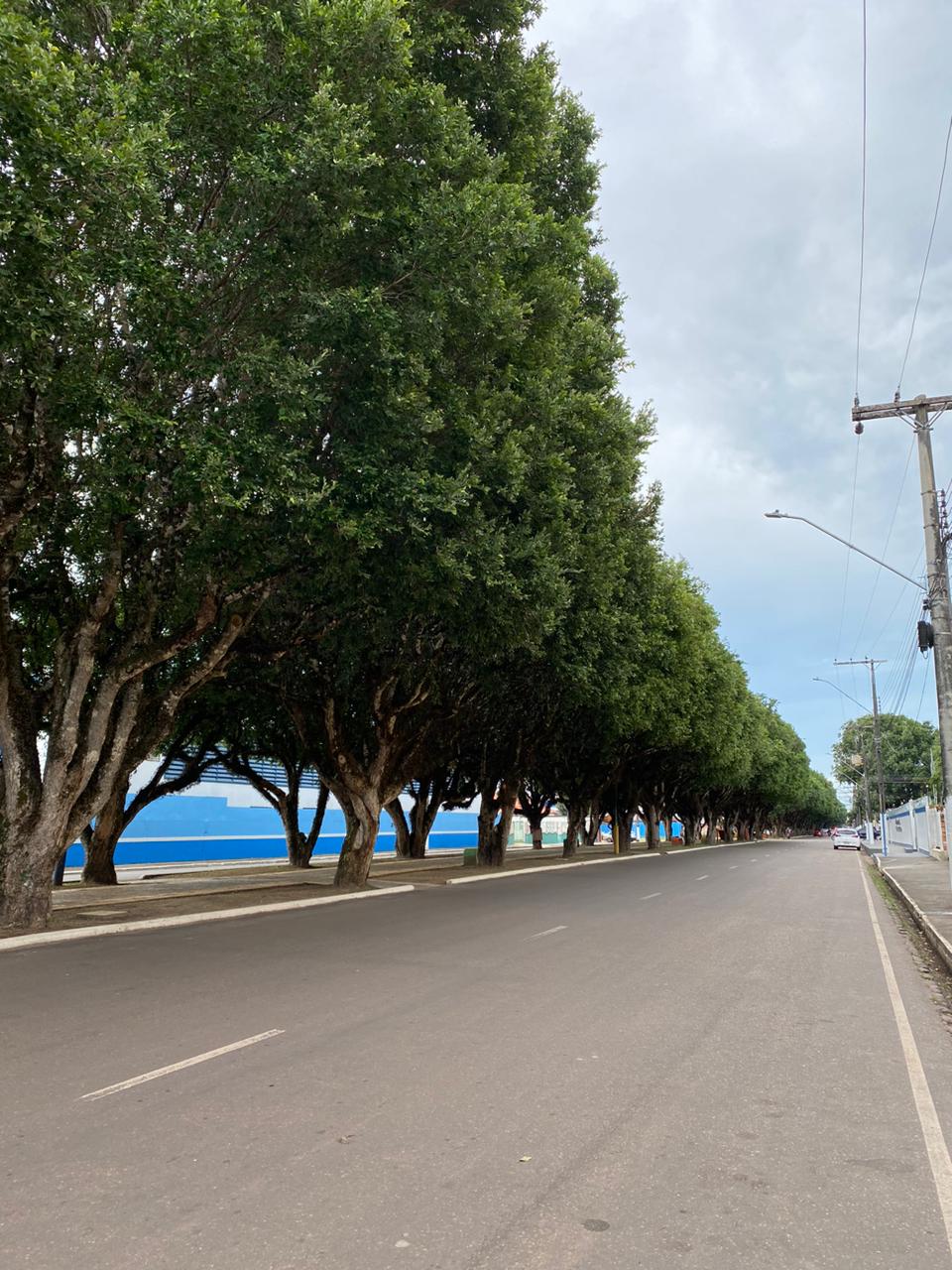 foto do tunel de arvore da cidade de itacoatiara